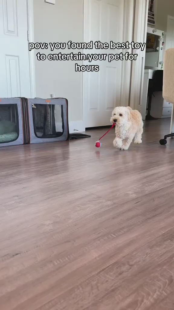 🐾 Novido™ Toy Ball - #1 Best Selling Pet Toy video